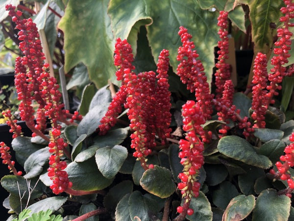 Gunnera prorepens