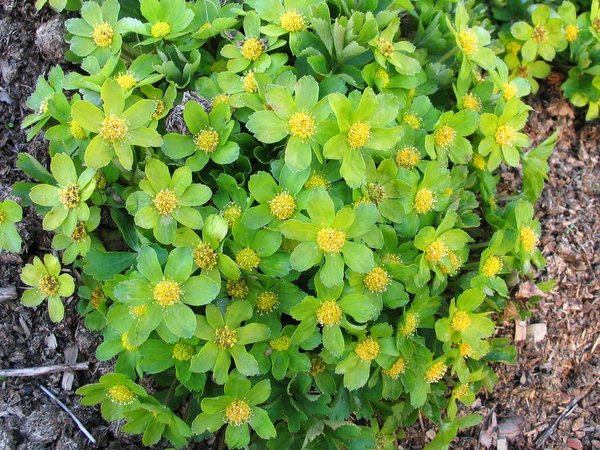 Dondia Sanicula epipactis