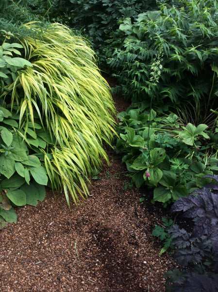 Hakonechloa macra 'Aureola'