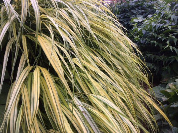 Hakonechloa macra 'Aureola'