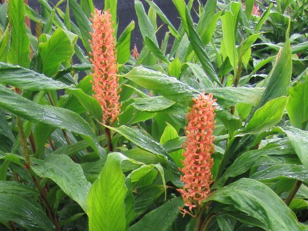 Hedychium densiflorum - orange