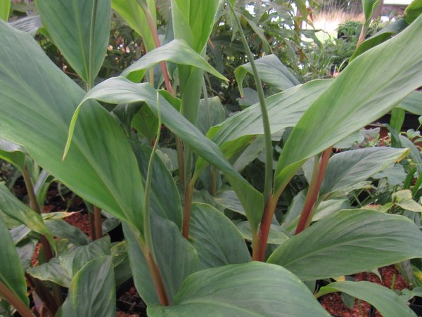 The leaves of Hedychium spicatum