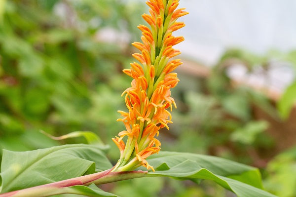Hedychium densiflorum KCSH 0386
