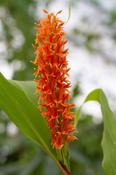 Hedychium densiflorum KCSH 0386
