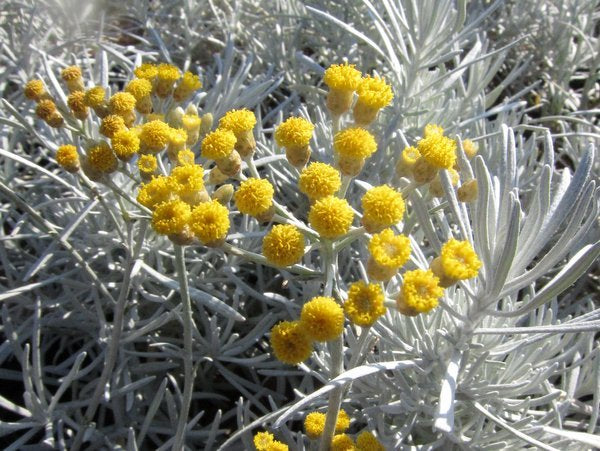 Helichrysum thianschanicum