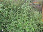 Helwingia chinensis DJHC 695