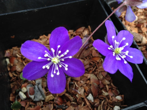 Hepatica nobilis - dark purple