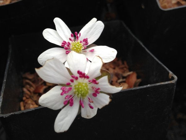 Hepatica nobilis var. japonica - white flower/red anthers
