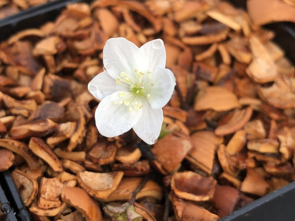 Hepatica nobilis Pygmy Group White