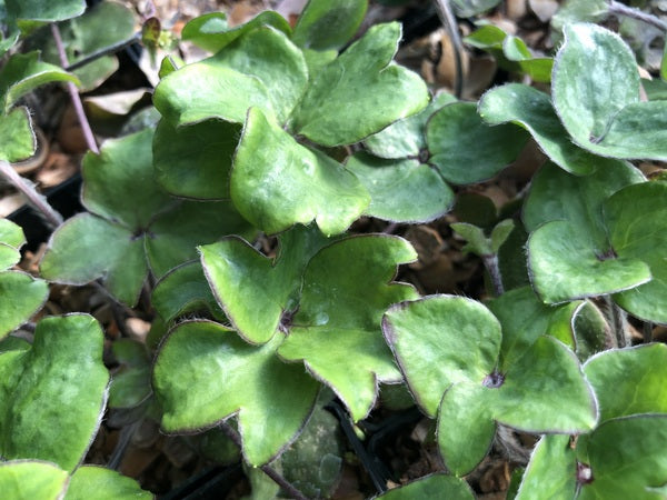 Hepatica nobilis ex. 'Papillion'