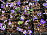 Hepatica nobilis var. japonica - blue / purple shades
