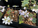 Hepatica nobilis var. japonica - white to pale pink shades