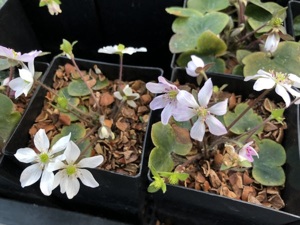 Hepatica nobilis var. japonica - white to pale pink shades