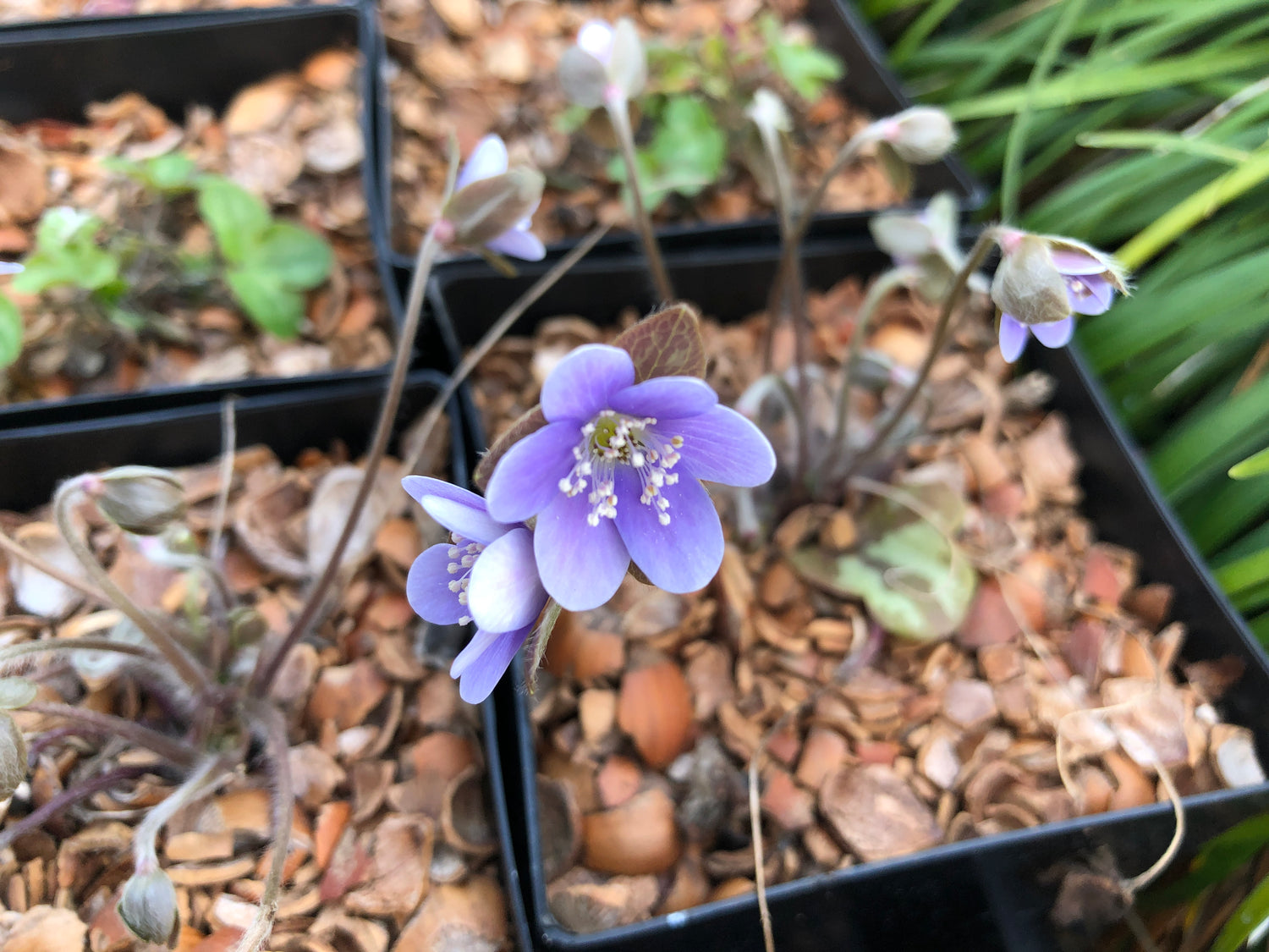 Hepatica americana