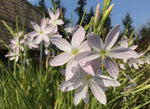 Hesperantha coccinea 'Beyond the Pale'