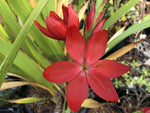 Hesperantha coccinea 'Rivoli Red'
