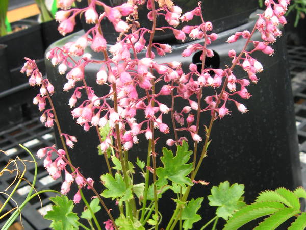 Heuchera pulchella