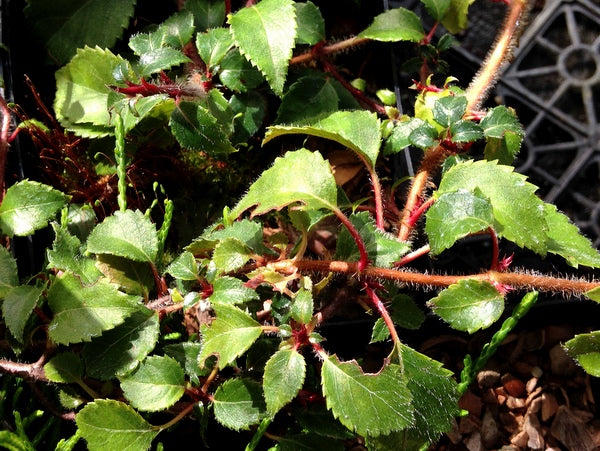 Hydrangea anomala subsp. petiolaris var. minor BSWJ 5991