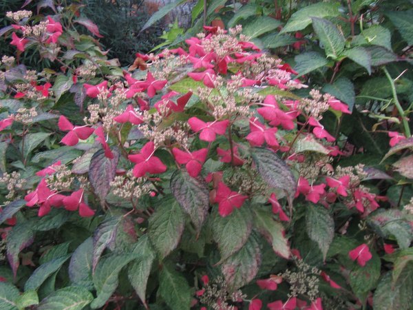 Hydrangea – Far Reaches Farm
