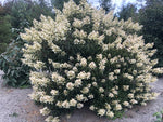 Hydrangea paniculata 'Beeguile' CDHM 14698
