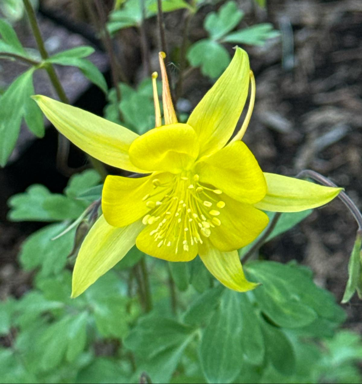 Aquilegia cf. chrysantha CEH 2279