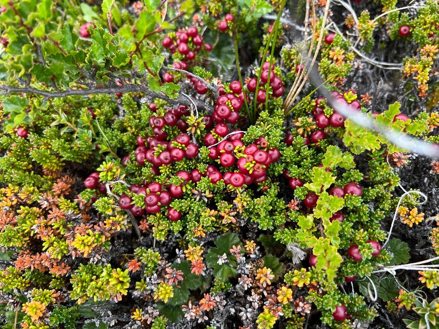 Empetrum rubrum