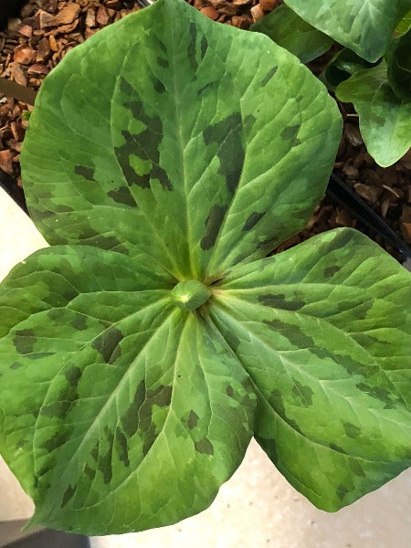 The patterend three leaves of Trillium chloropetalum