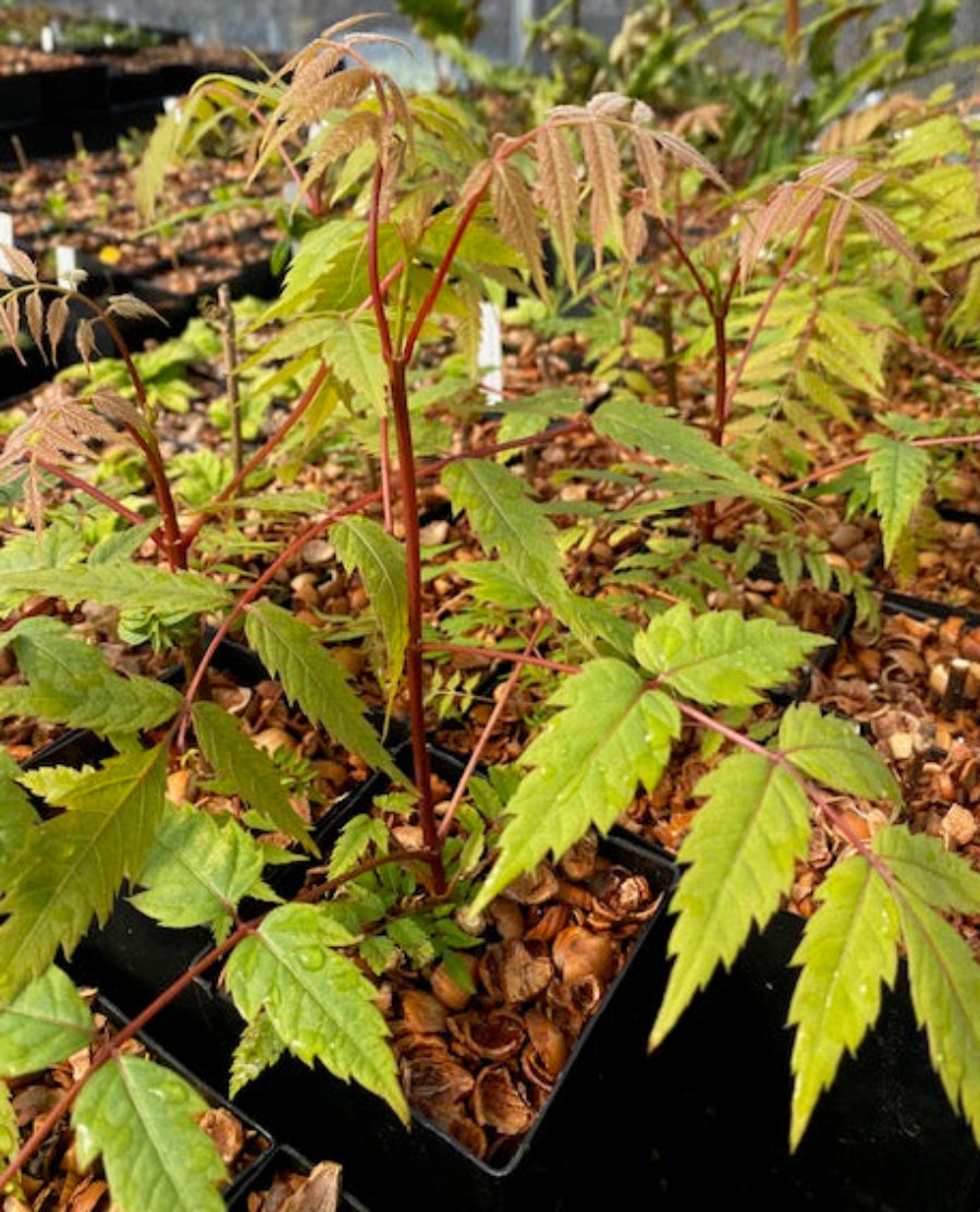 Dipteronia sinensis AF 2015