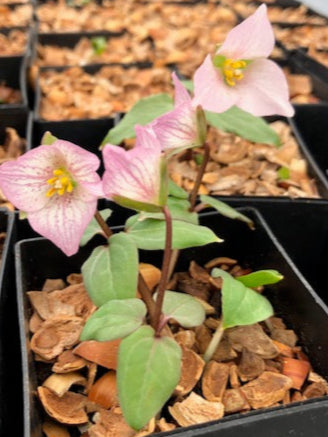 Pseudotrillium rivale - Pink Form