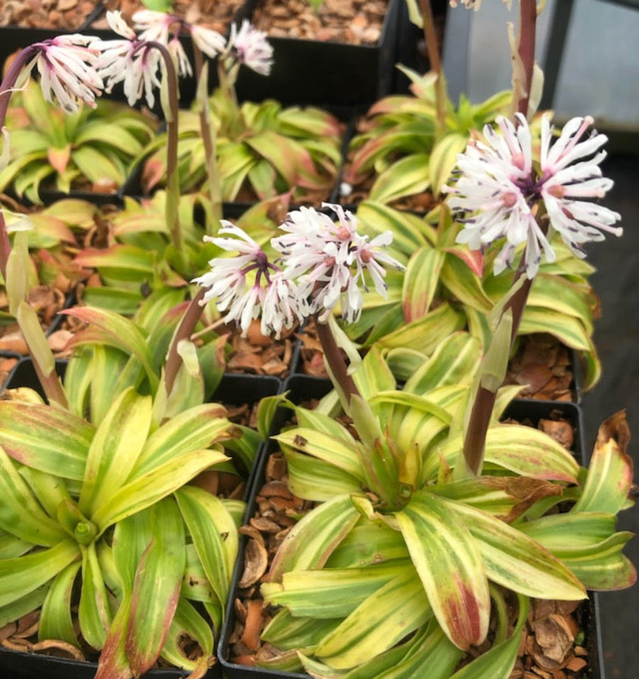 Heloniopsis sp. - variegated
