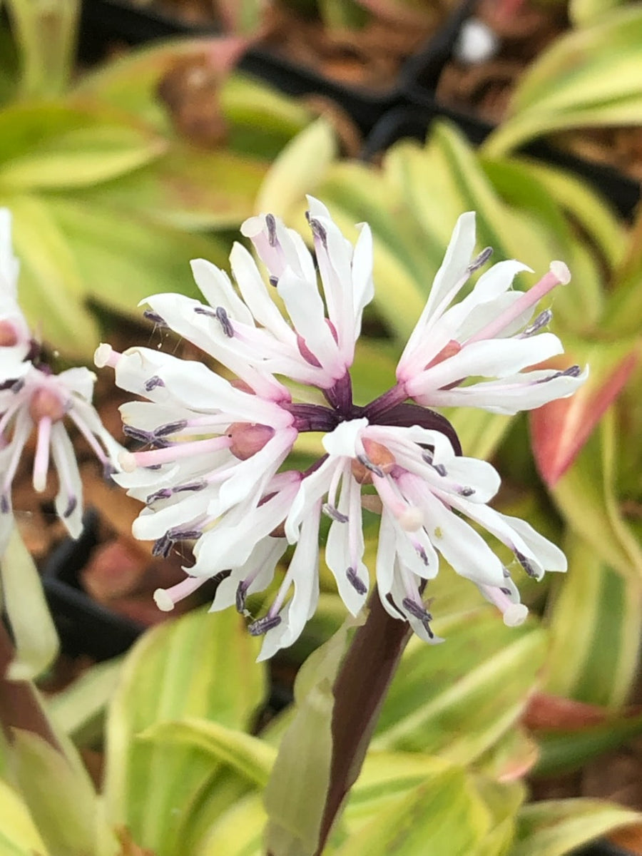 Heloniopsis sp. - variegated