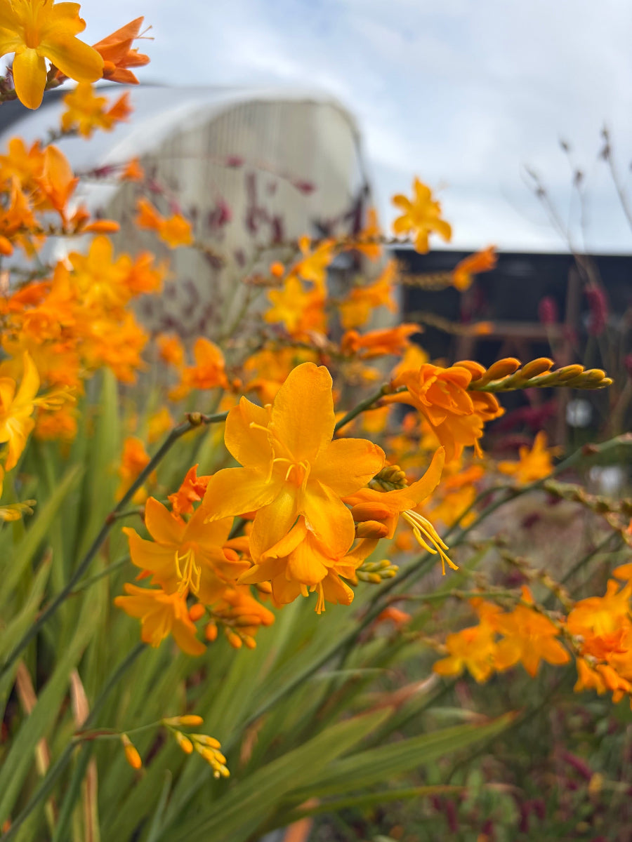 Crocosmia 'Walberton Yellow'