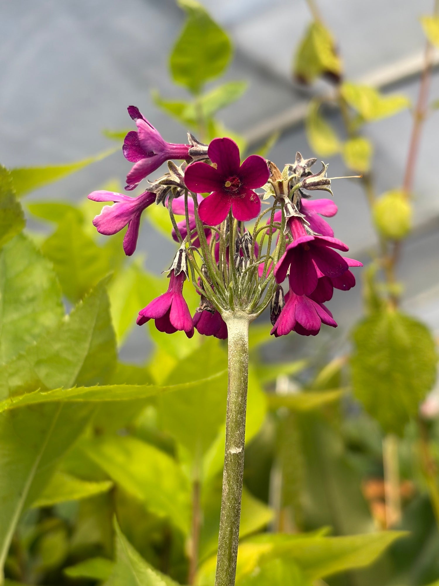 Primula secundiflora
