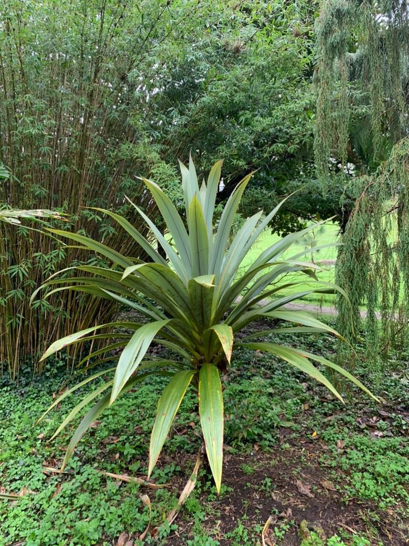 Cordyline indivisa