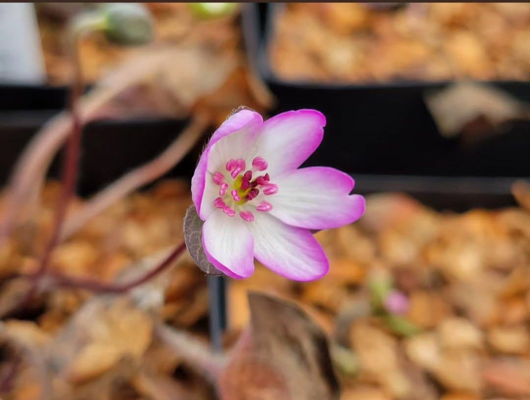 Hepatica nobilis var. pubescens - mixed colors