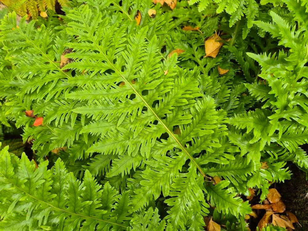 Polypodium cambricum 'Richard Kayse'