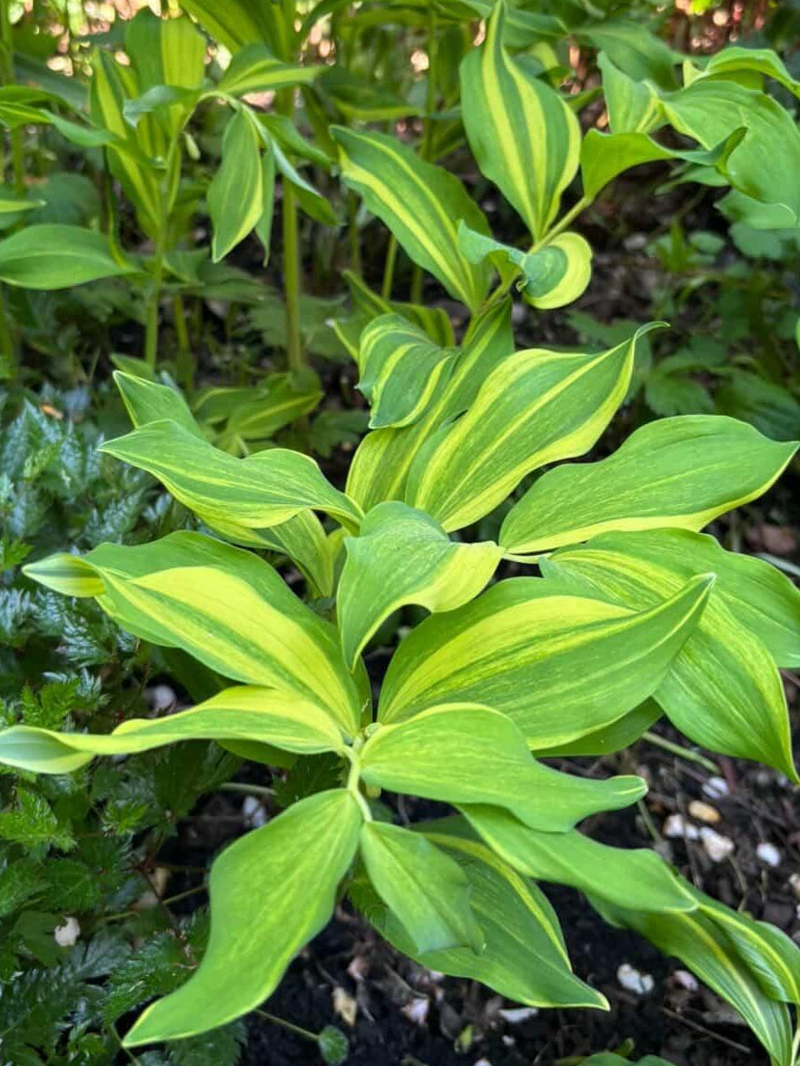 Polygonatum lasianthum var. tricosanthum 'Kon Chiri Shima'