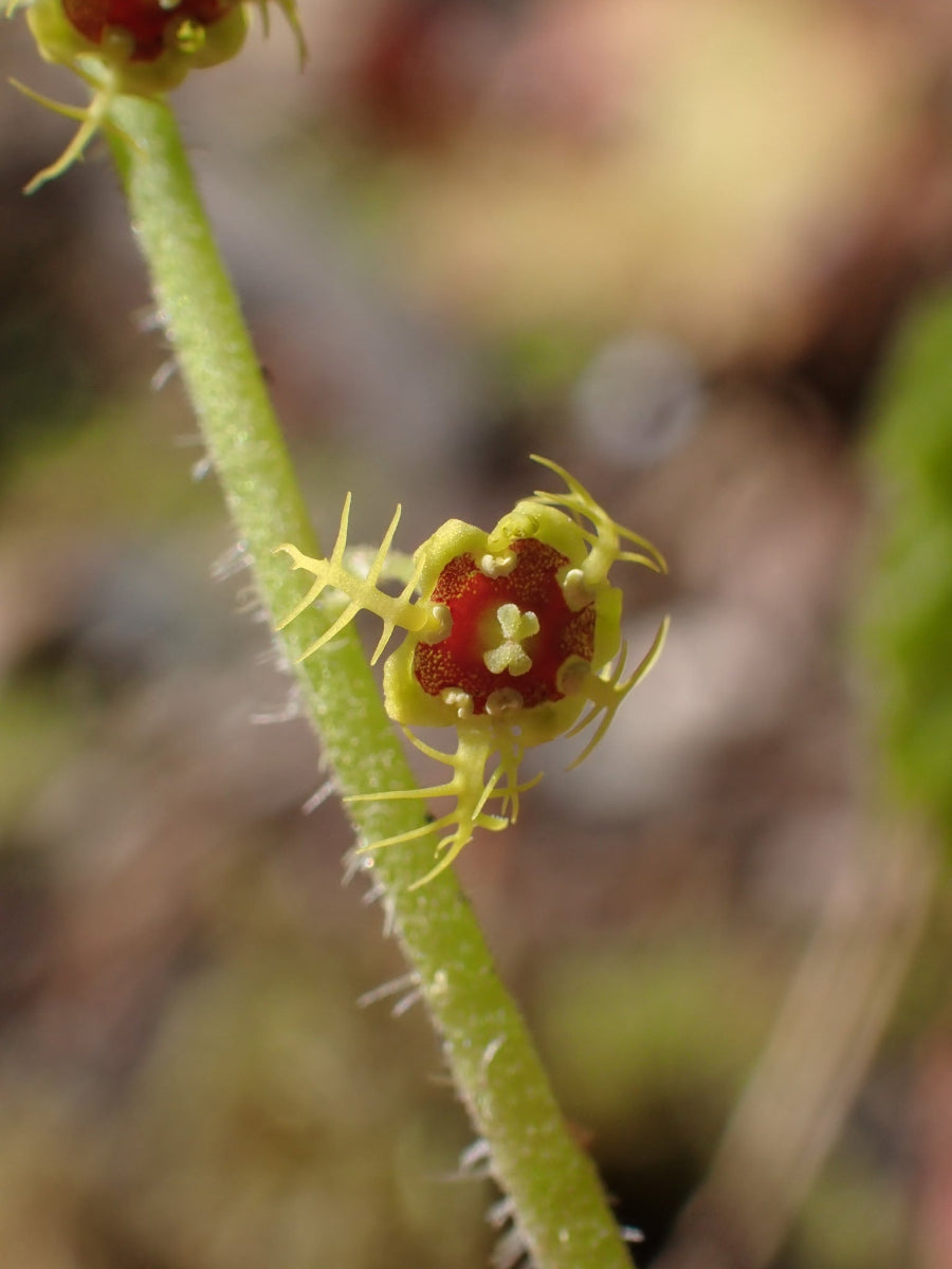 Pectiantia pentandra