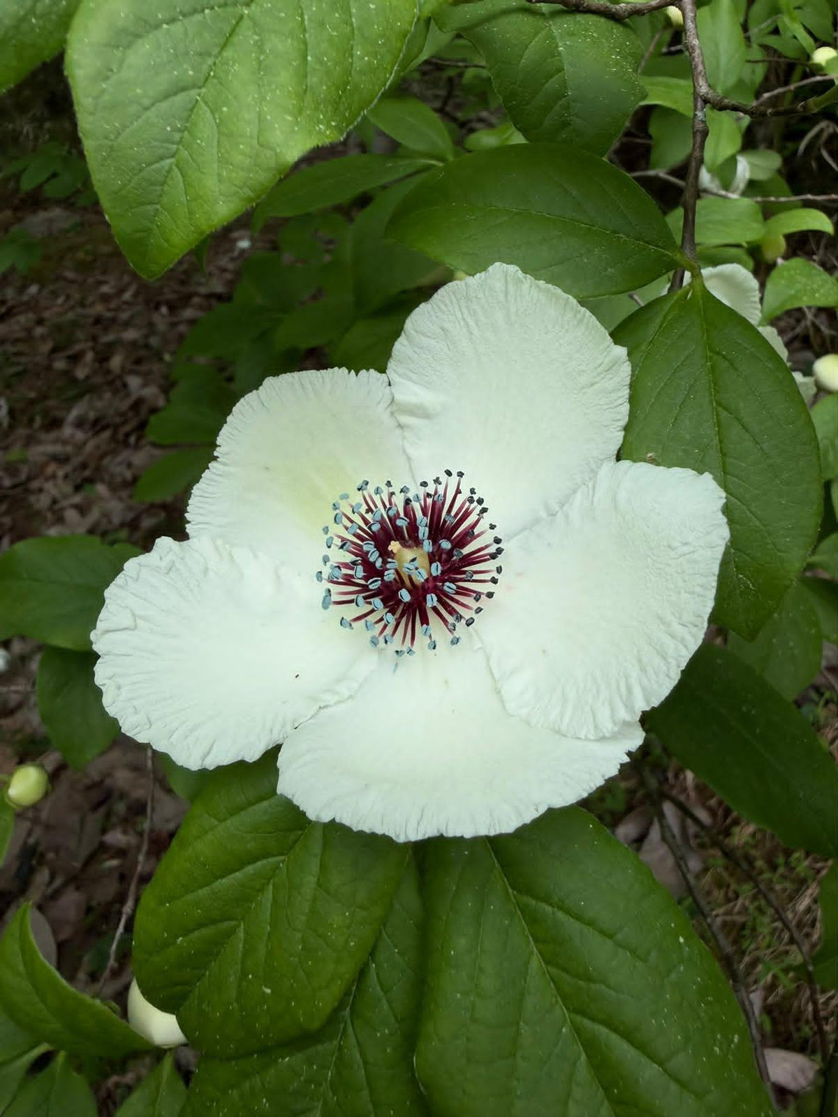 Stewartia malacodendron