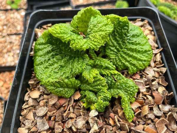 The textured leaves of Conandron ramondioides 'Noshoku'