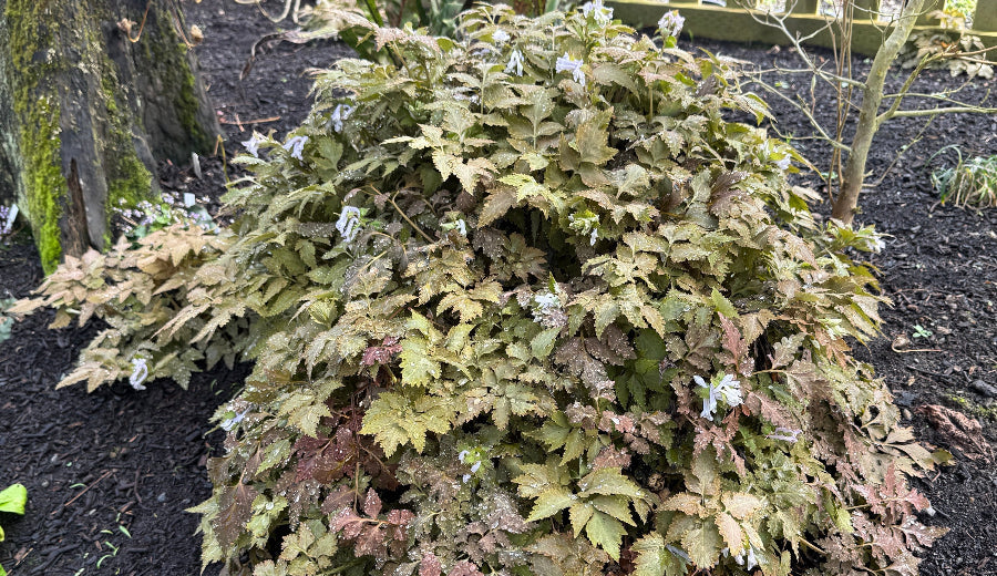 Corydalis temulifolia MD 15-83 ex China