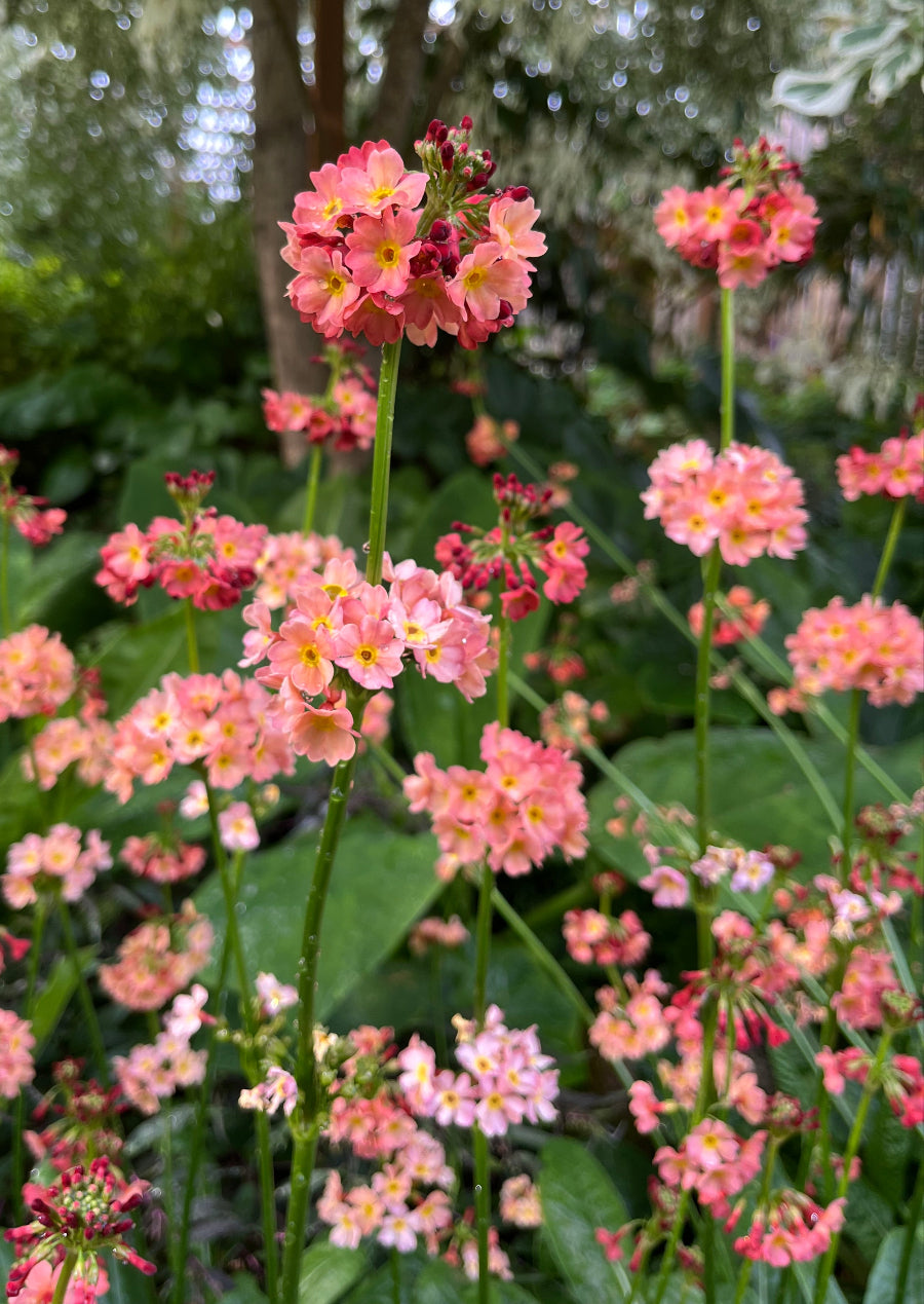 Primula "Bee's Knees Strain"