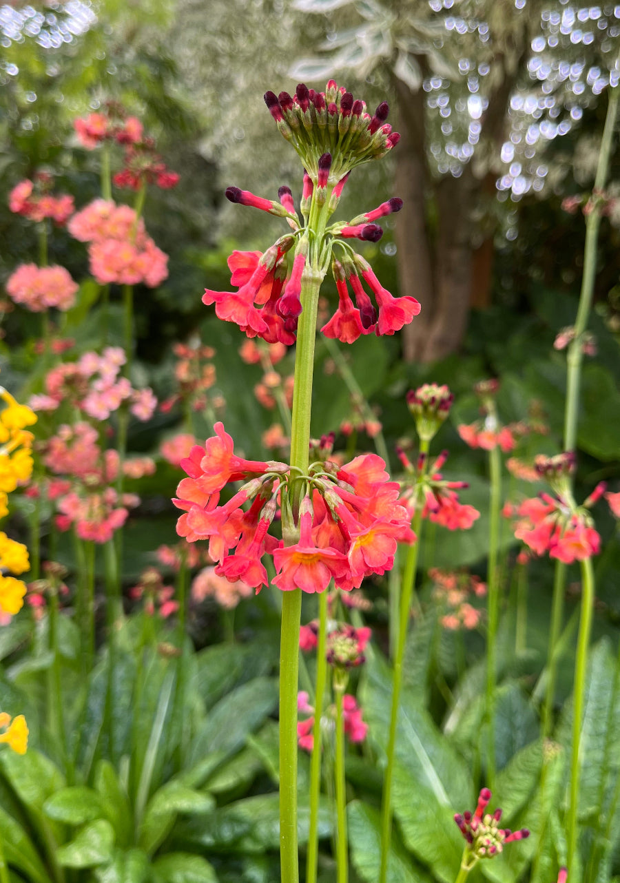Primula "Bee's Knees Strain"