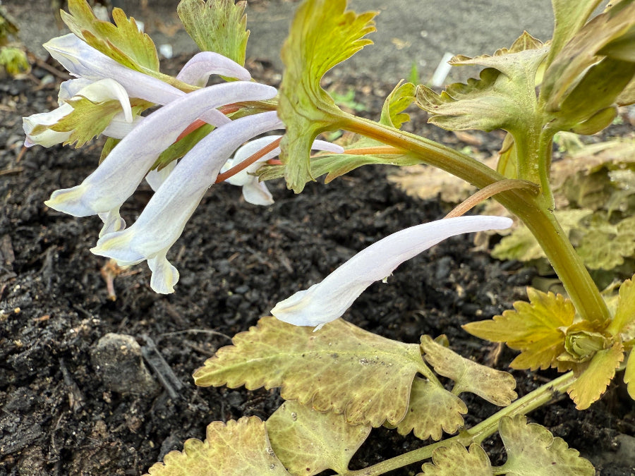 Corydalis temulifolia MD 15-83 ex China