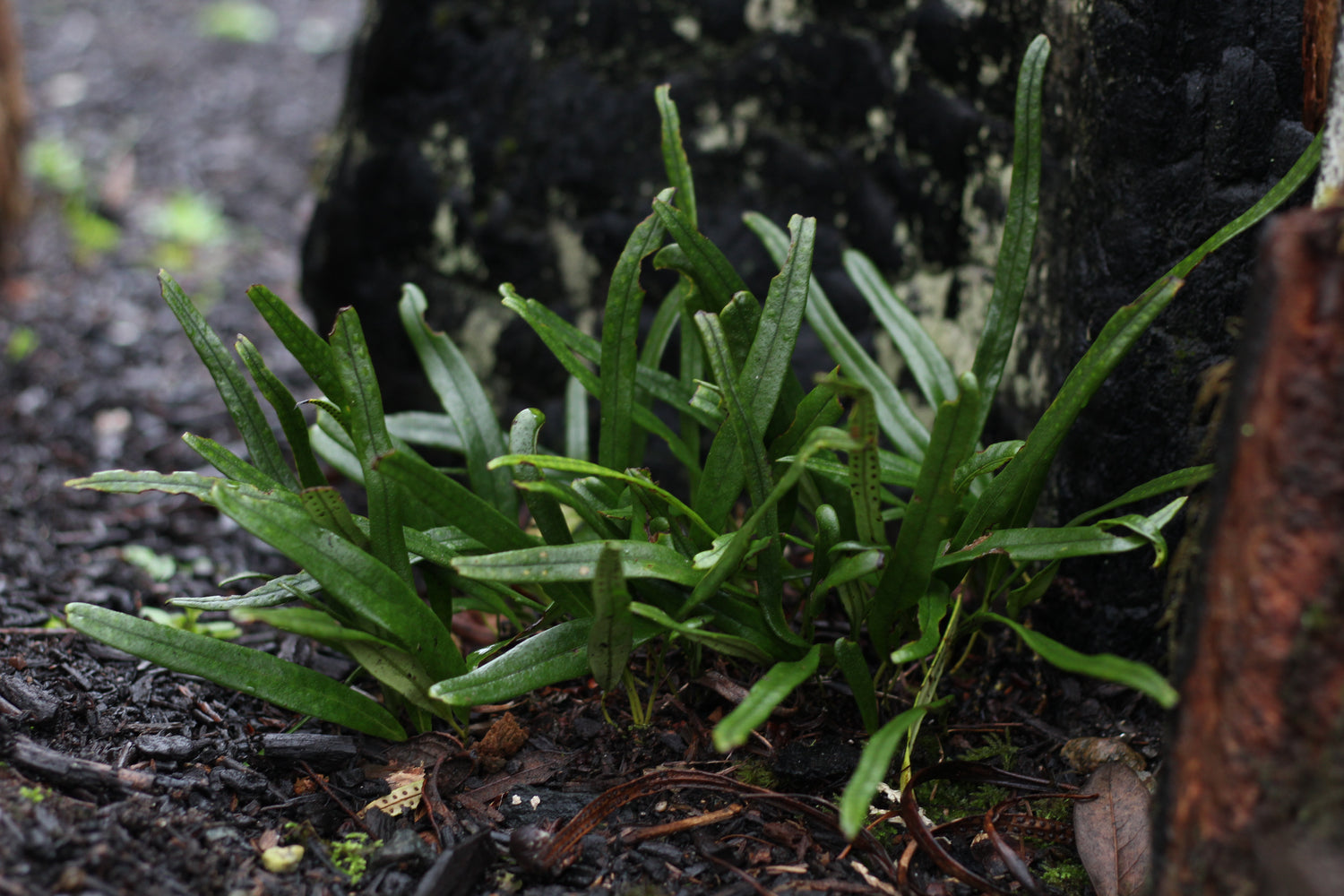Lepisorus cf. sect. pseudovittaria MD 15-45