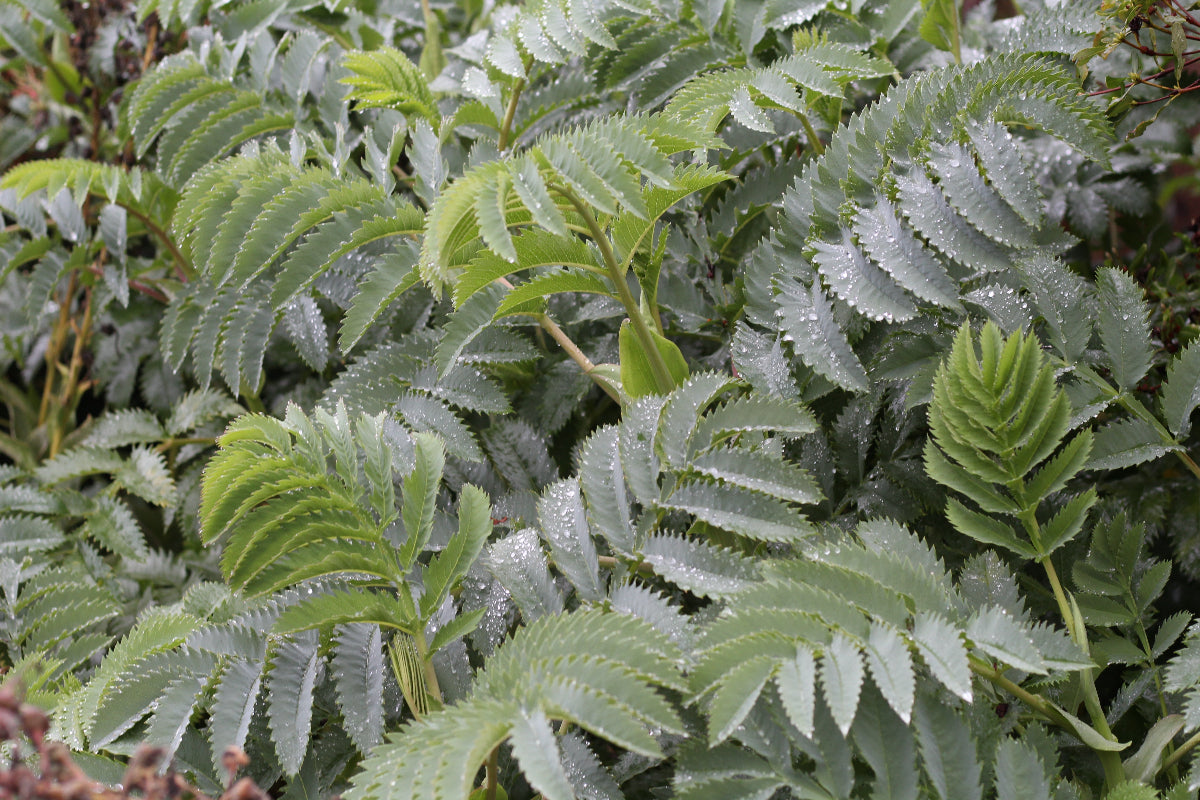 Melianthus major