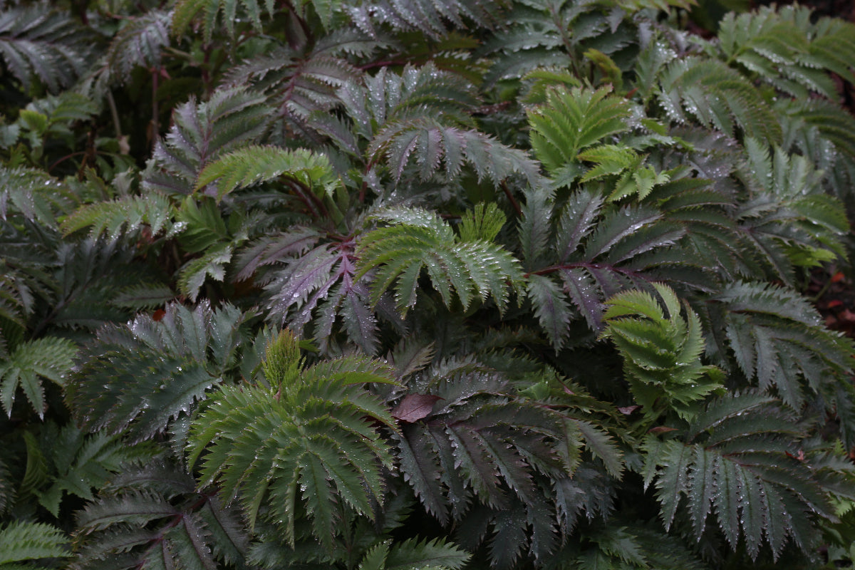 Melianthus major 'Purple Haze'