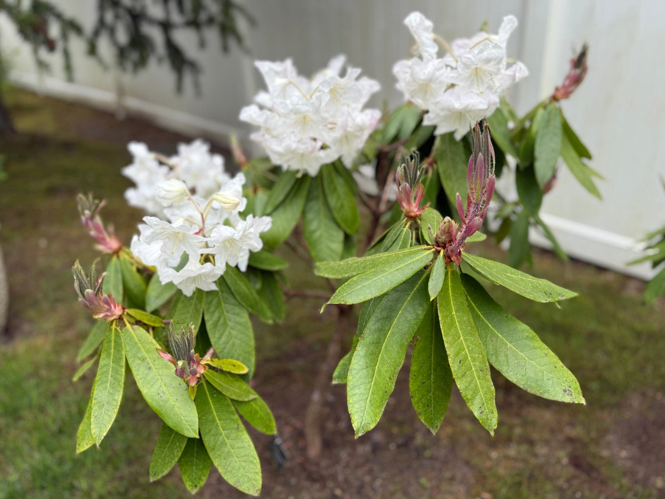 Rhododendron polytrichum