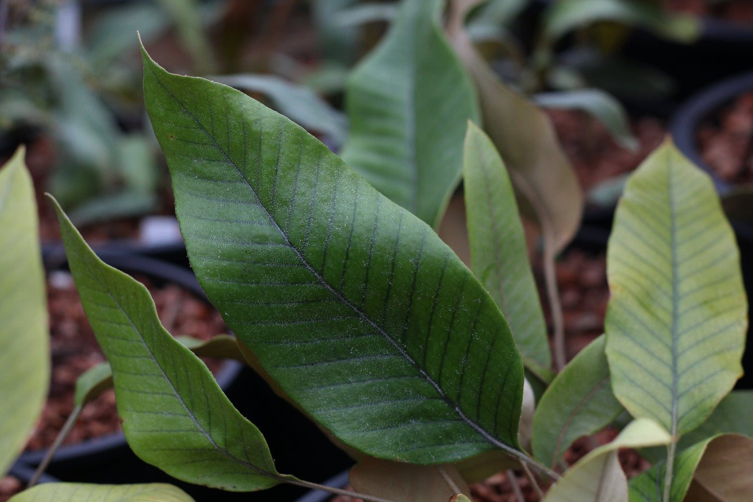 Pyrrosia heteractis MD 17-117