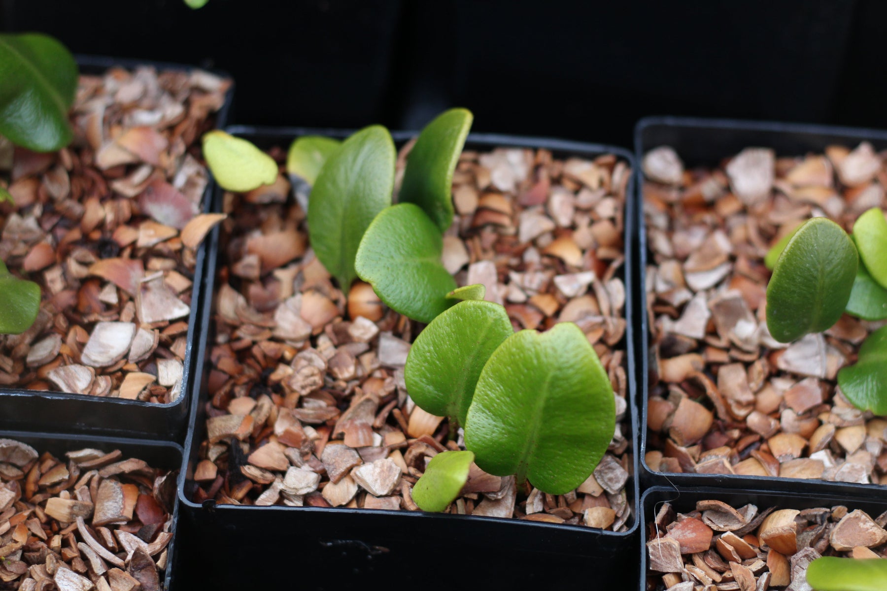 Conservancy Plants – Far Reaches Farm